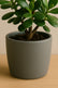 Mini Jade