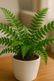Fern
