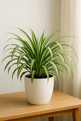 Spider Plant