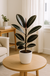 Rubber Plant