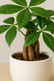 Money Tree