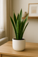 ###Black Pot