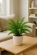 Fern