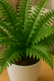 Fern