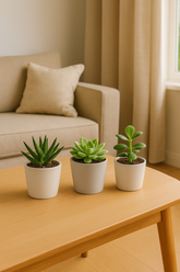 Succulent Set