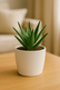 Succulent Set