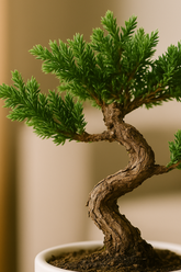 Mini Bonsai
