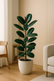 Rubber Tree