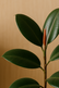 Rubber Tree