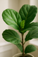 Fiddle Leaf