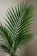 Kentia Palm
