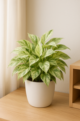 Pothos