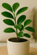 Indoor Green Plant
