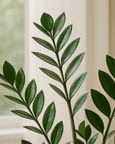 ZZ Plant