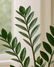 ZZ Plant