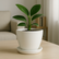 Ceramic Pot Saucer