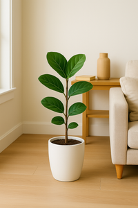 Fiddle Leaf Fig